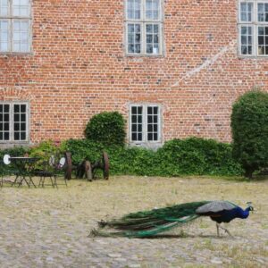 Påfugl Harridslevgaard slot